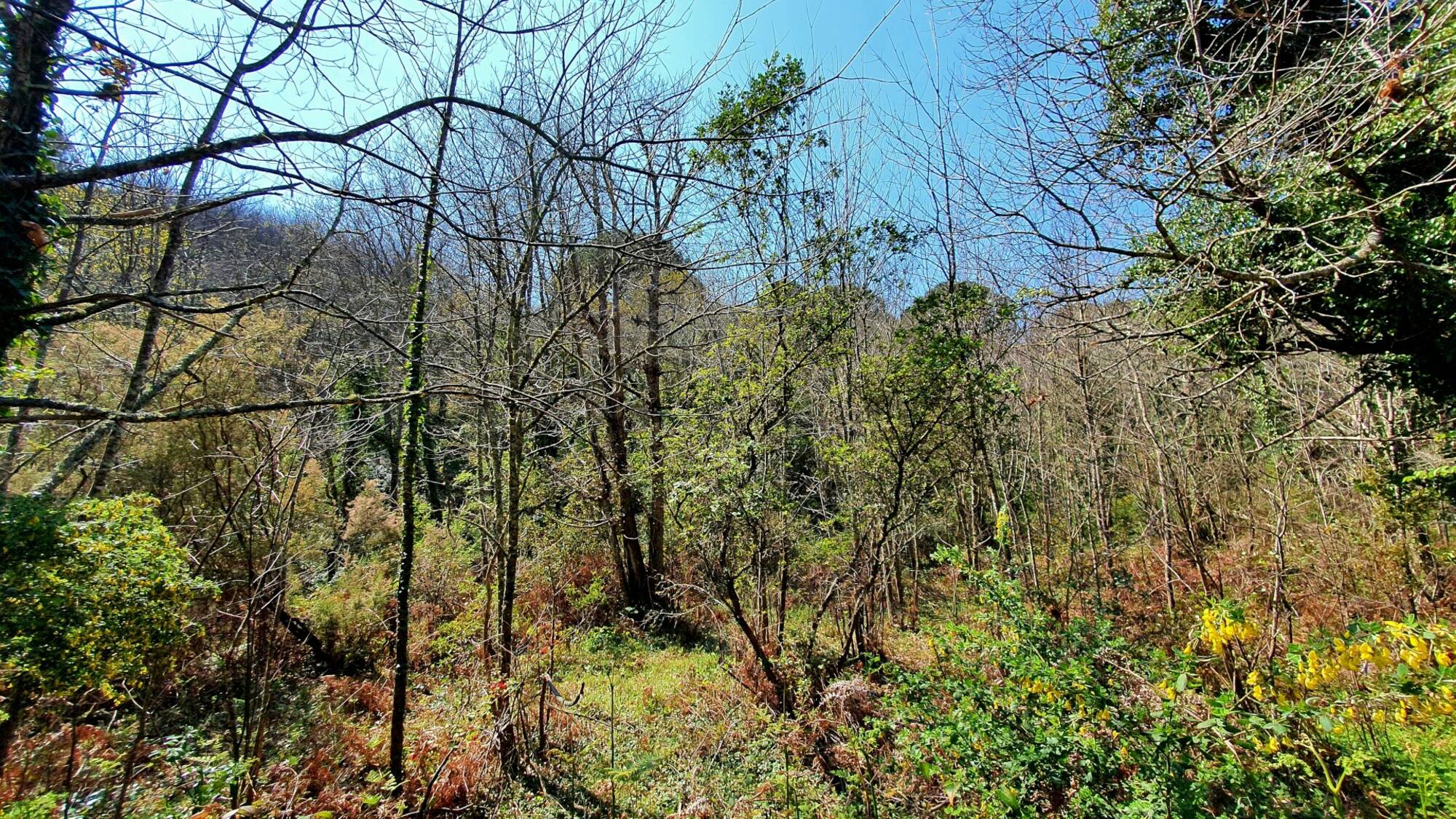Kompitsi Forest point